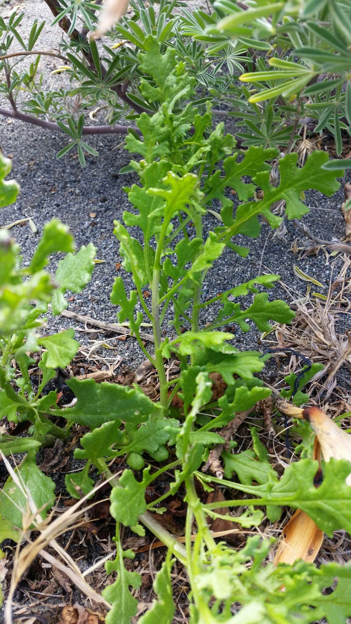 Image of redpurple ragwort