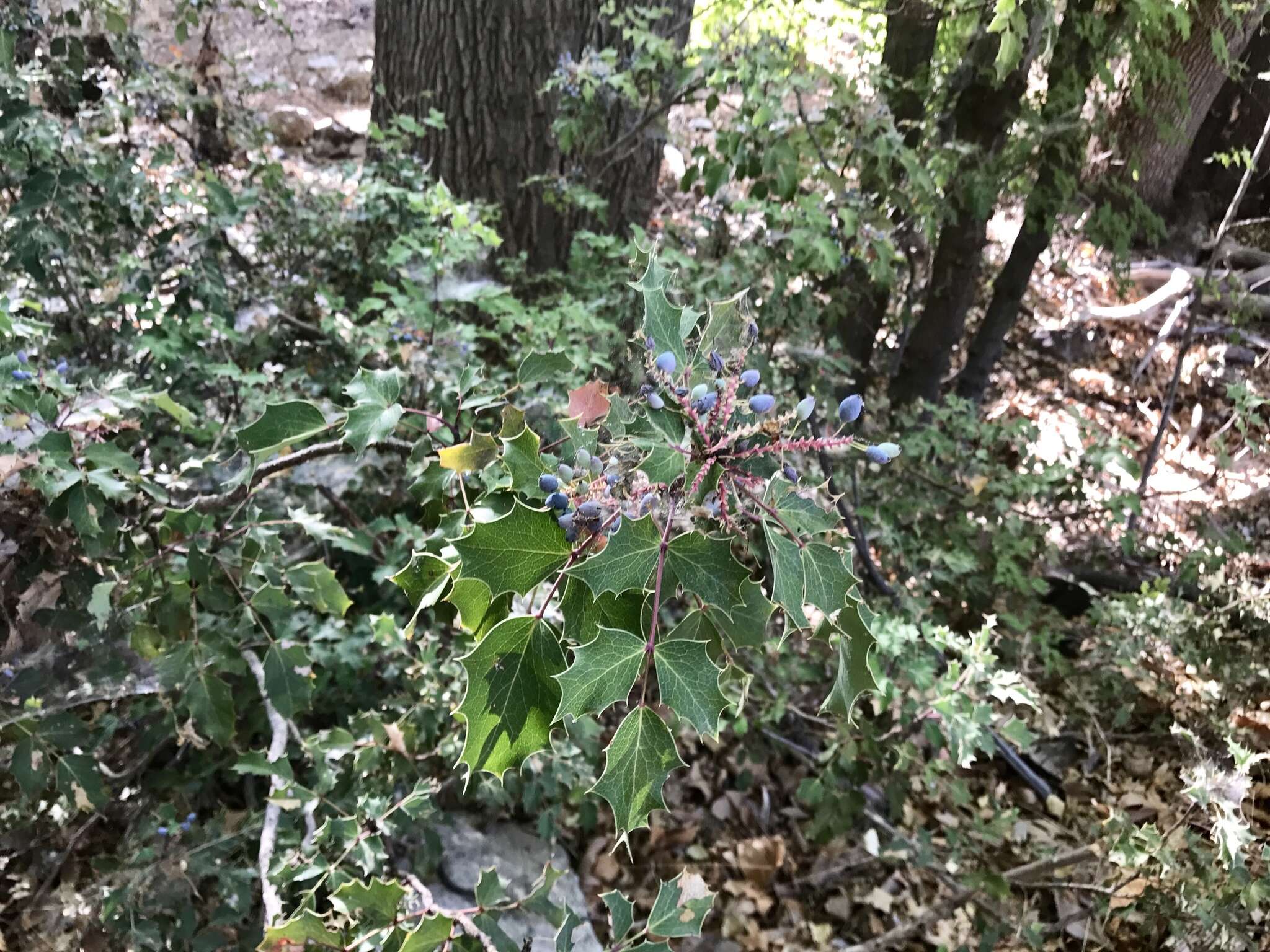 Image of Wilcox's barberry