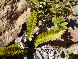 Image of Polystichum andinum Phil.