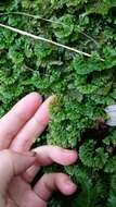 صورة Hymenophytaceae