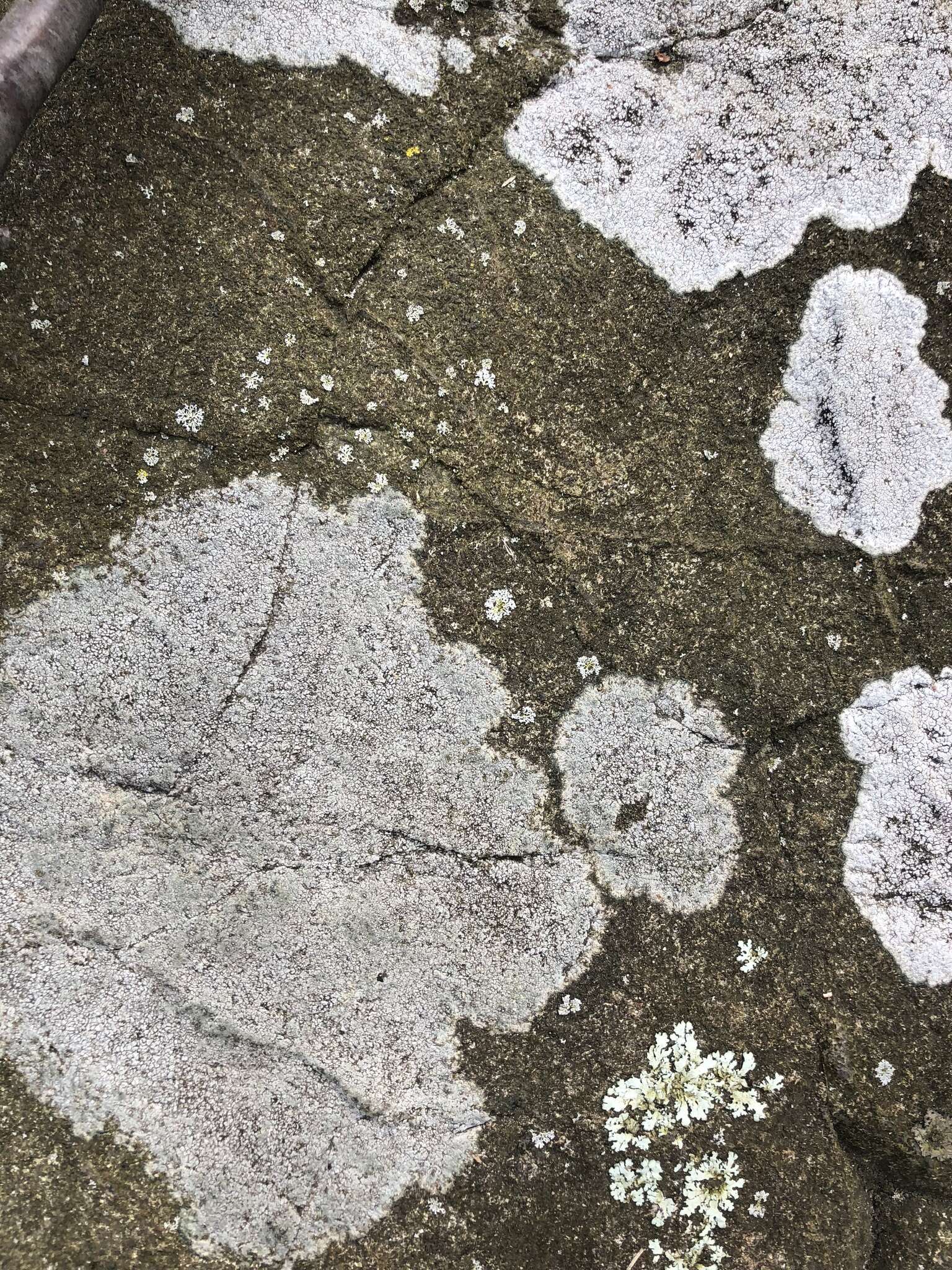 Image of rimmed lichen