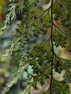 صورة Hymenophyllum scabrum A. Rich.