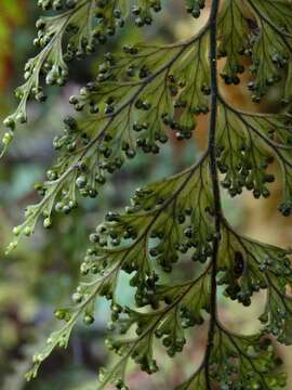 Image of Hymenophyllum scabrum A. Rich.