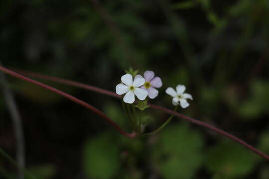 Image of Androsace geraniifolia Watt