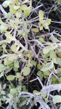 Слика од Osteospermum incanum Burm. fil.