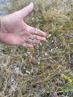 Image of hairy jointweed