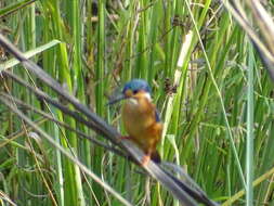 Image of Shining-blue Kingfisher