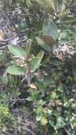 Image of Miconia squamulosa (Sm.) Triana