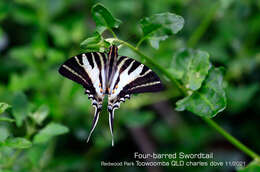 Image of Protographium leosthenes (Doubleday 1846)