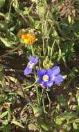 Image of Heliophila coronopifolia L.