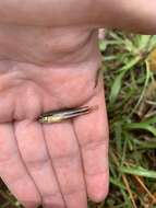 Image of Bluefin Killifish