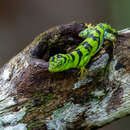 Image of Green thornytail iguana