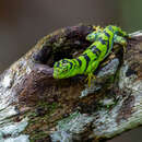 Uracentron azureum (Linnaeus 1758) resmi