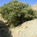 Image of Galápagos leatherleaf