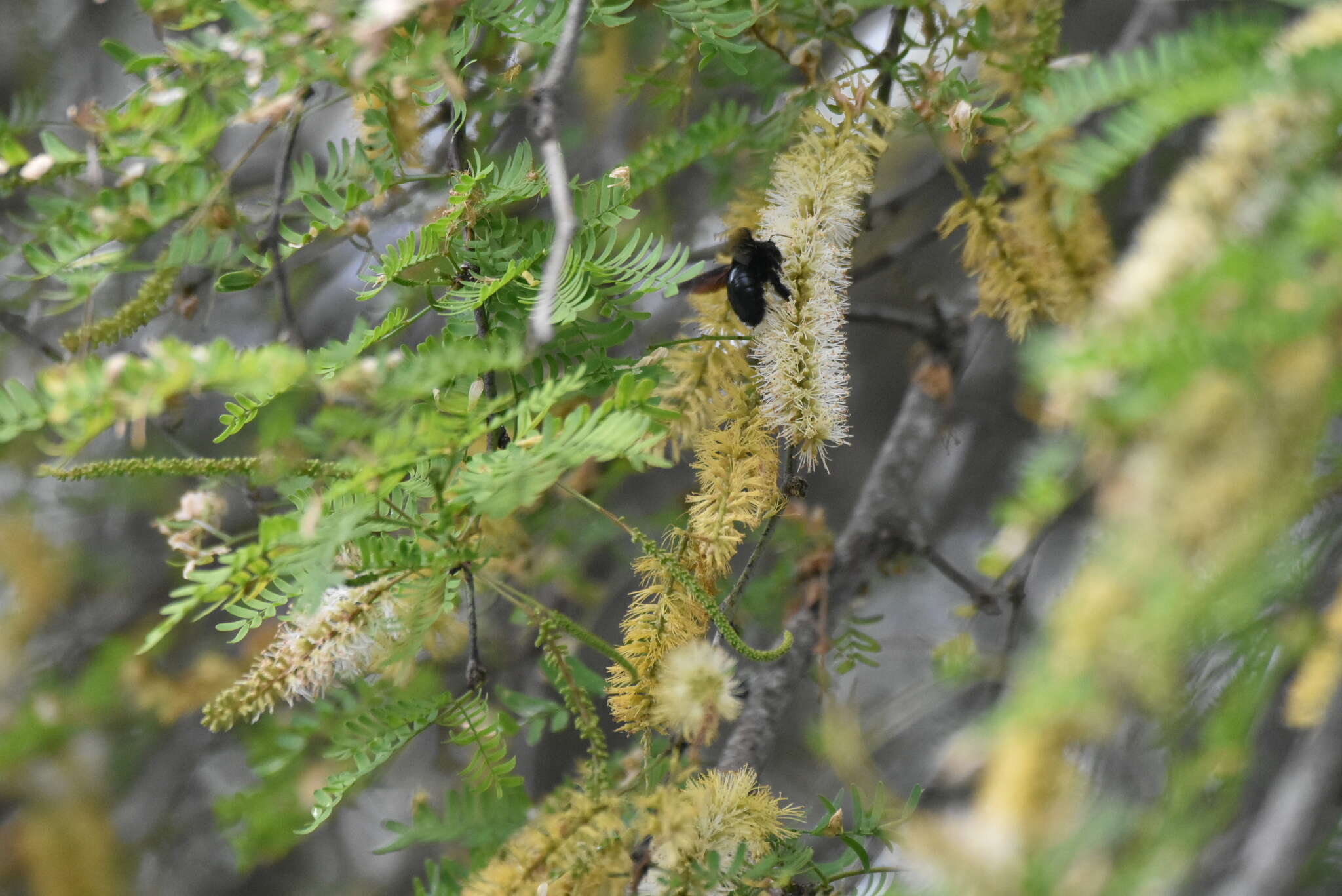 Imagem de Xylocopa darwini Cockerell 1926