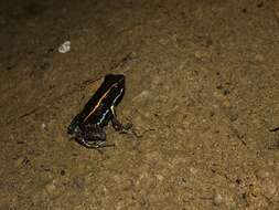 Image of Lovely Poison Frog