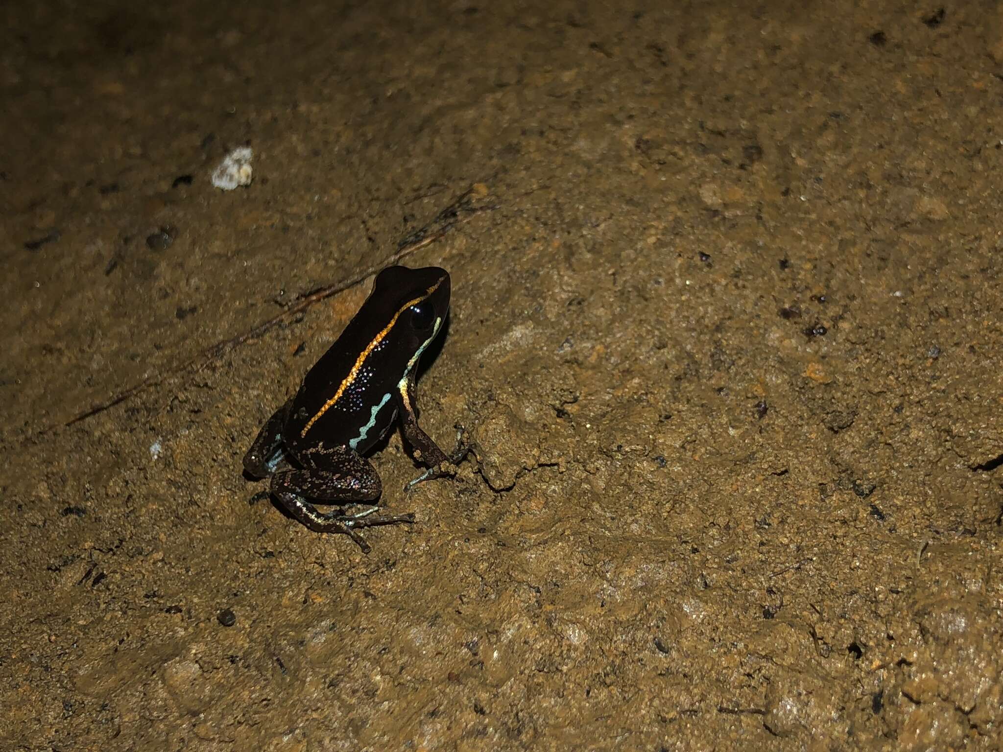 Image of Lovely Poison Frog