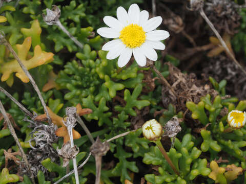 Image of Argyranthemum frutescens subsp. canariae (Christ.) Humphr.