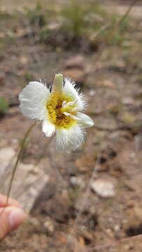 Image of <i>Calochortus ownbeyi</i>