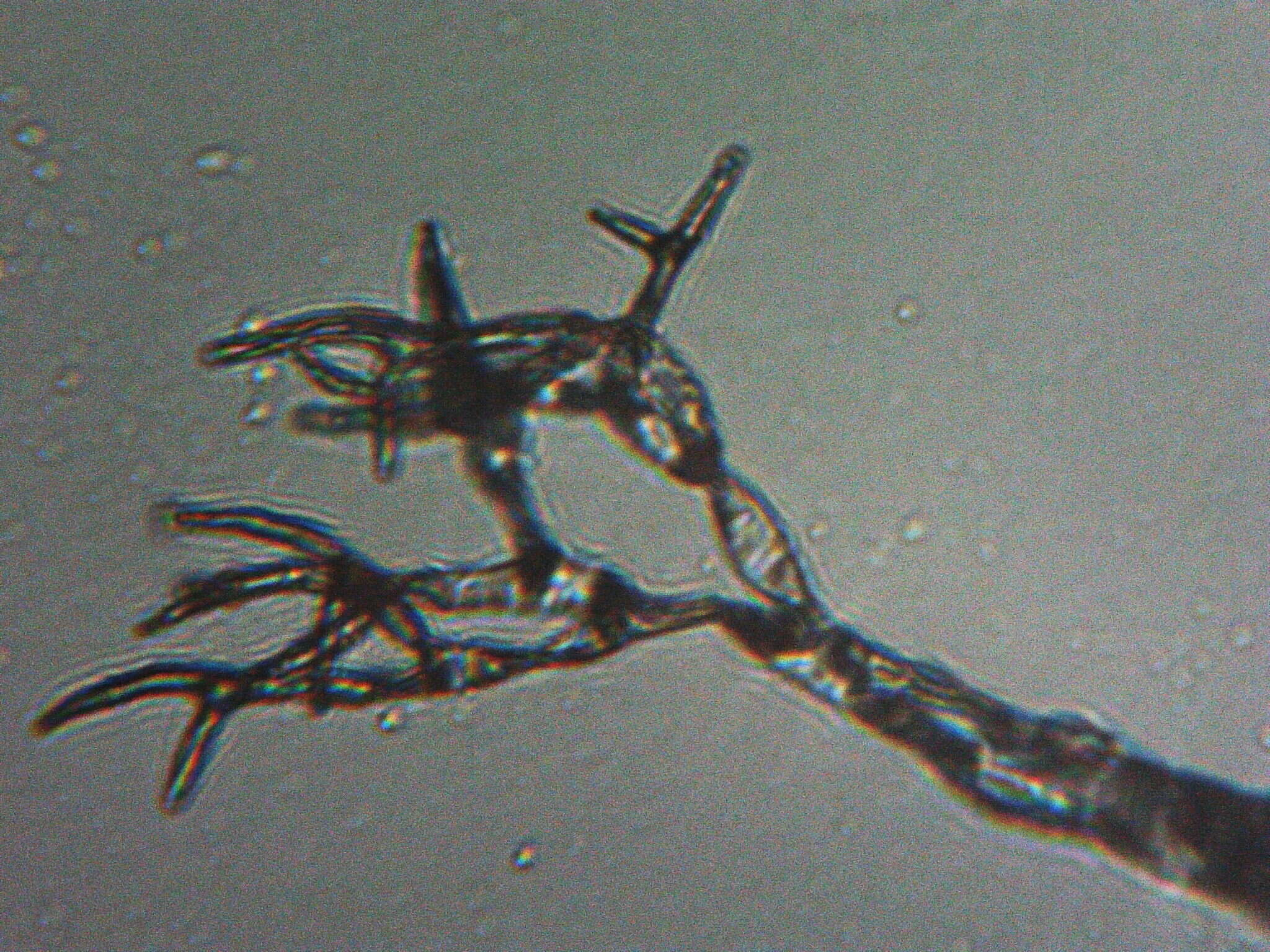 Image of Peronospora alsinearum