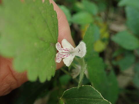 Matsumurella tuberifera (Makino) Makino的圖片