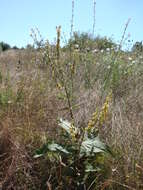 Image of nettle-leaf mullein