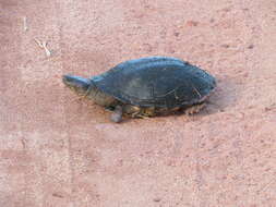 Image of Brazilian Radiolated Swamp Turtle