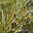 Image of Carex aematorhyncha Desv.