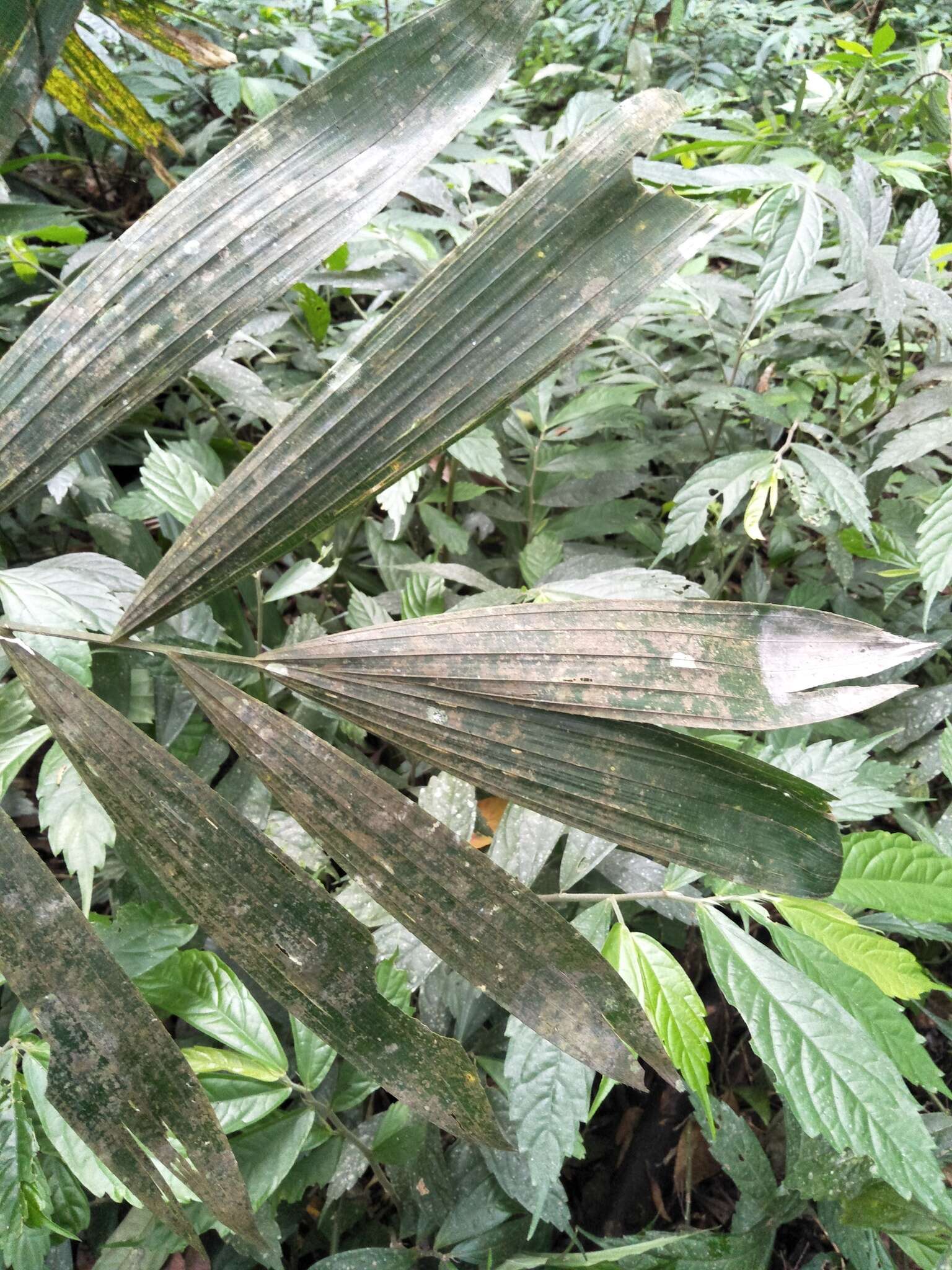 Image of Calamus formosanus Becc.