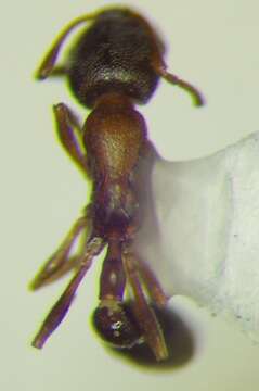 Image of Ant