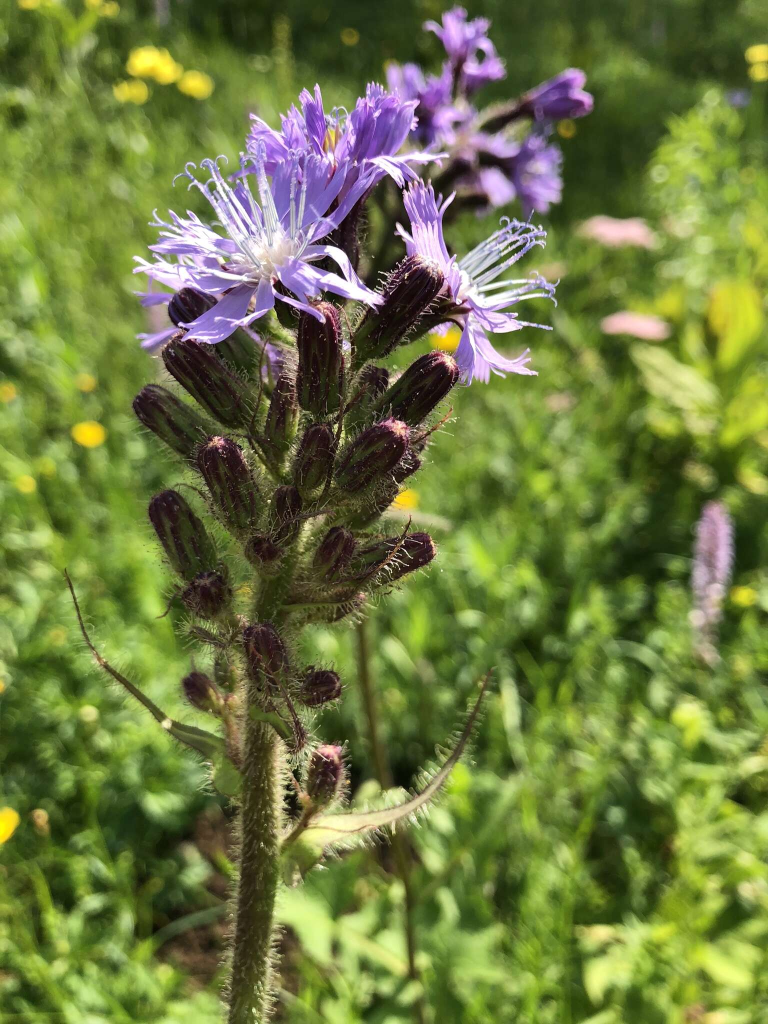 Image de Cicerbita alpina (L.) Wallr.