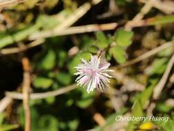 Image of Thalictrum rubescens Ohwi