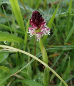 Plancia ëd Neotinea ustulata var. aestivalis (Kümpel) Tali, M. F. Fay & R. M. Bateman