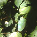 Image of Peacock Begonia