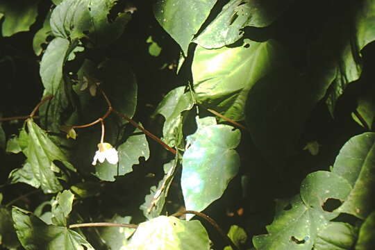 Image of Peacock Begonia