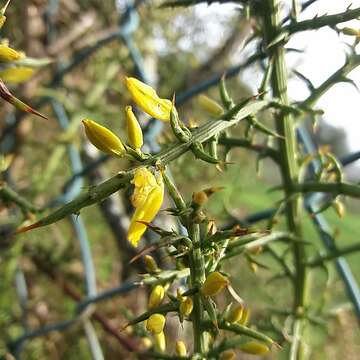 Ulex australis subsp. welwitschianus的圖片