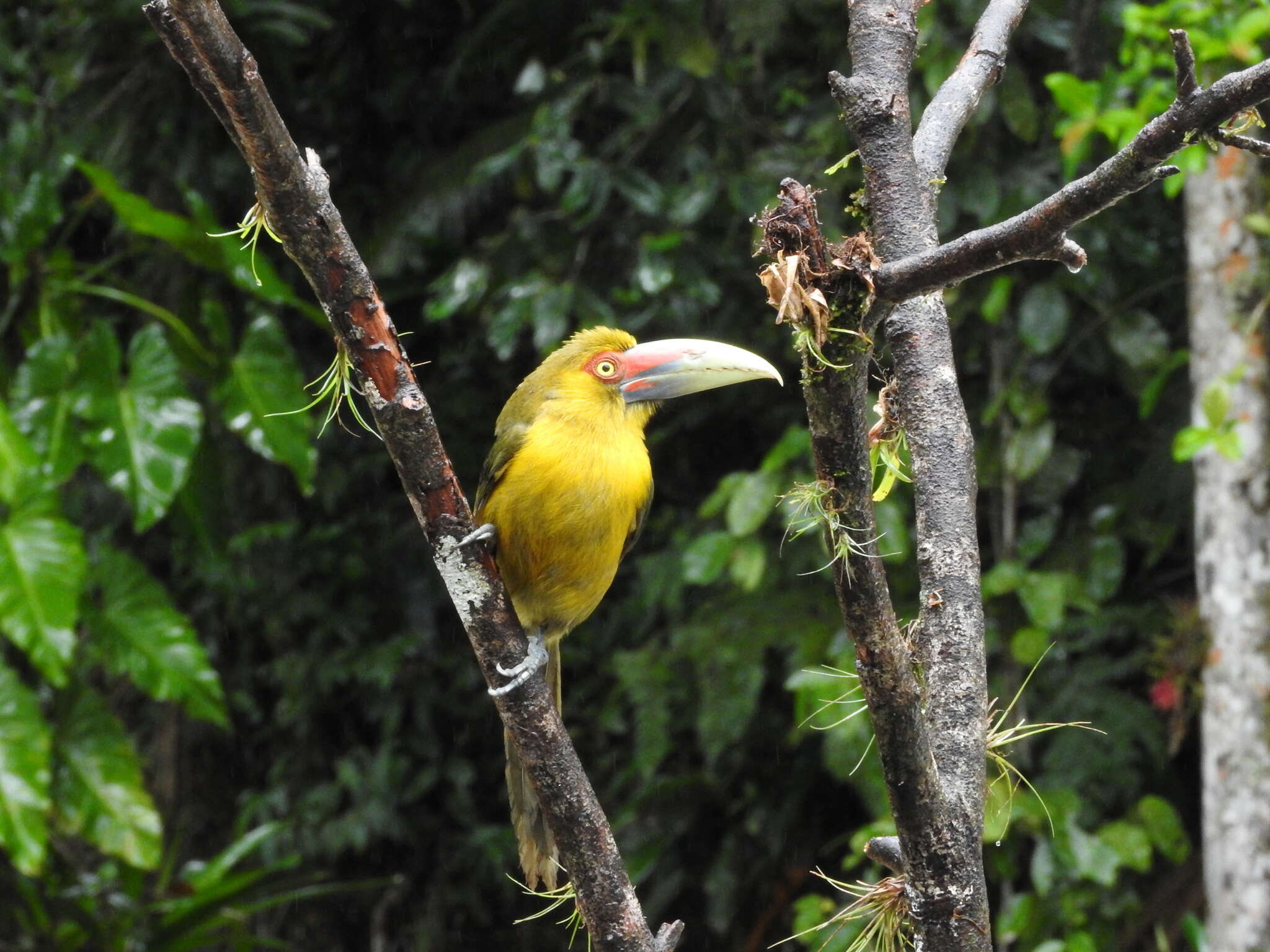 Image of Saffron Toucanet