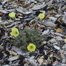 Image of Papaver calcareum V. V. Petrovskii