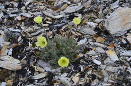 Image of Papaver calcareum V. V. Petrovskii