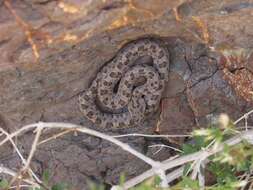 Imagem de Bothrops ammodytoides Leybold 1873