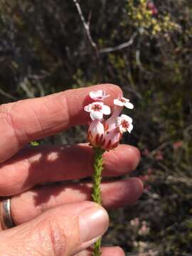 Image of Erica ampullacea Curt.