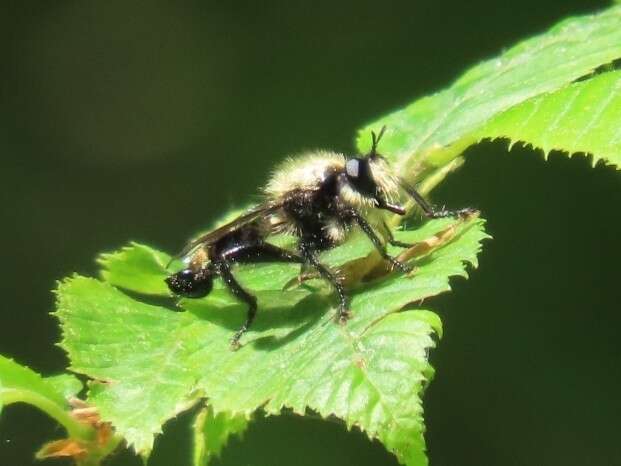 Image of Laphria divisor (Banks 1917)