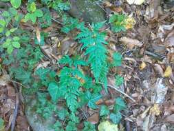 Imagem de Asplenium adiantum-nigrum subsp. adiantum-nigrum