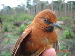 Image of Ruddy Spinetail