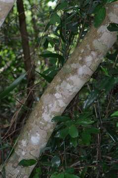 Image of Twin-berry tree