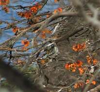 Image of Erythrina velutina Willd.