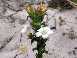 Image of Roella amplexicaulis Dod