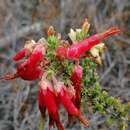 Image of <i>Erica monadelphia</i>