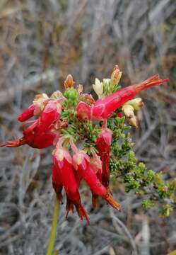 Image of <i>Erica monadelphia</i>