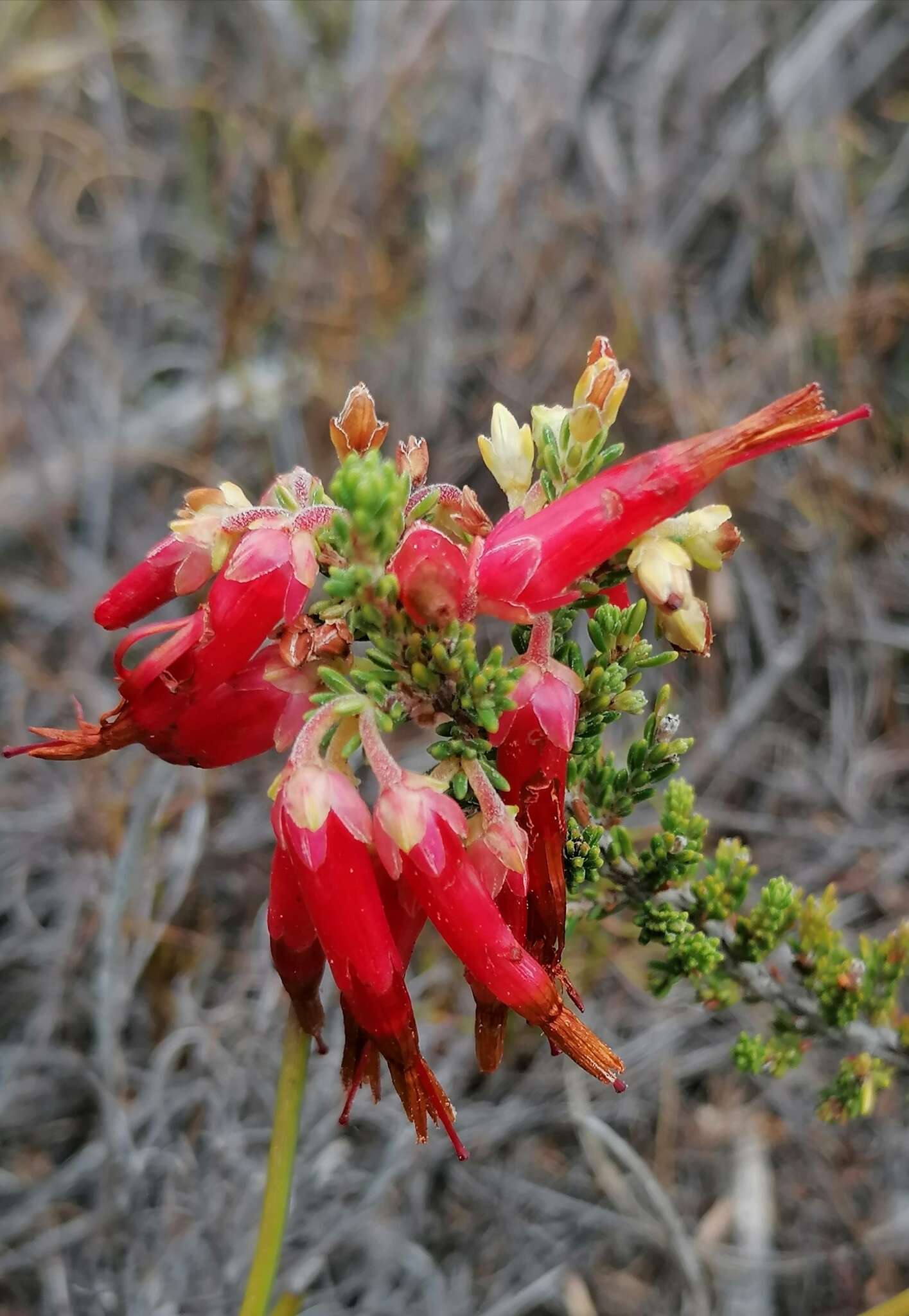 صورة <i>Erica monadelphia</i>